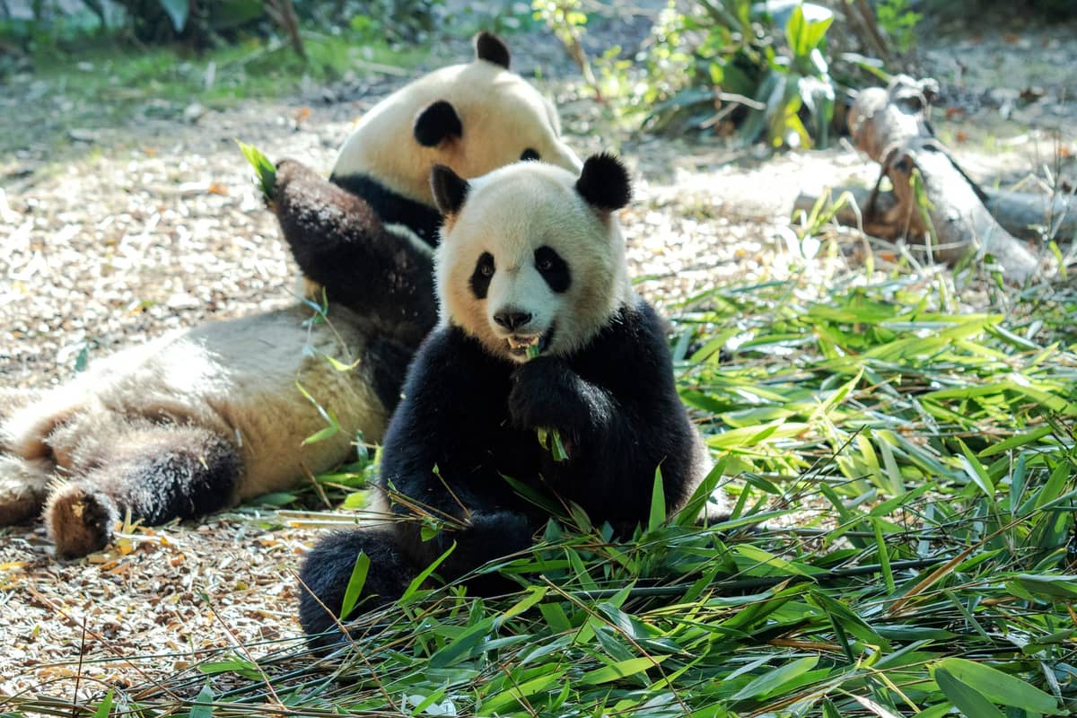 Two giant pandas relaxing and eating bamboo in a leafy outdoor enclosure, likely at a zoo.