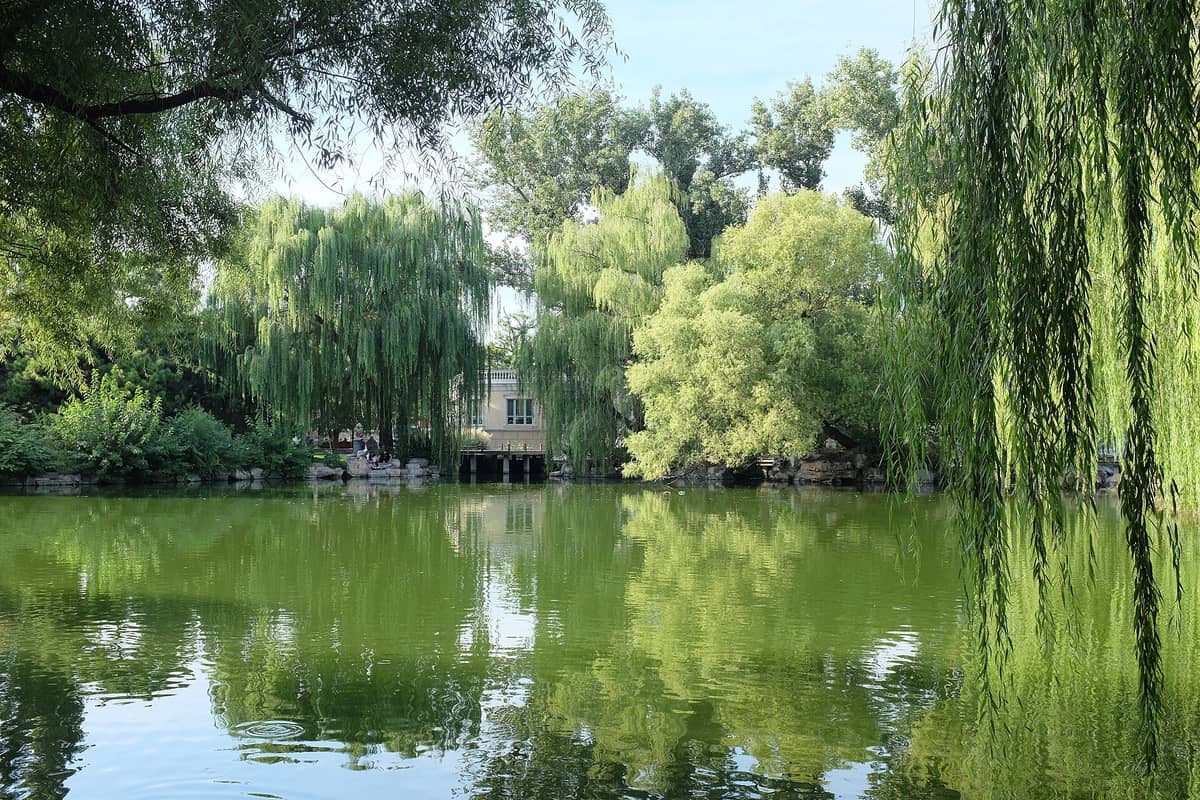 Ein ruhiger Teich, umgeben von üppigen Weidenbäumen und Grünflächen im Pekinger Zoo, mit Besuchern in der Ferne am Ufer.