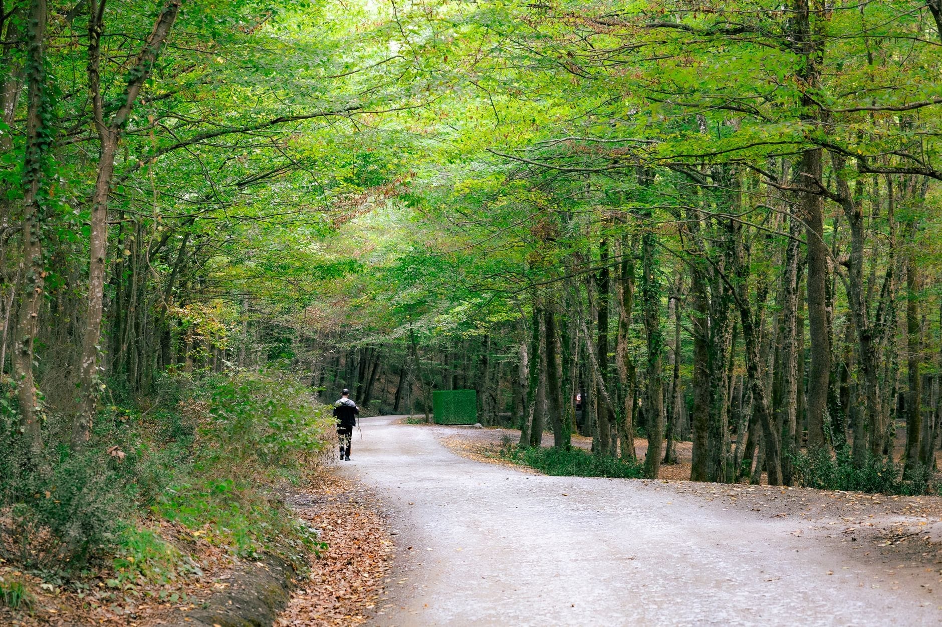 Un tranquillo sentiero sterrato che serpeggia tra alberi rigogliosi nella Foresta di Belgrado, con un ciclista solitario che gode del paesaggio naturale in una giornata serena.