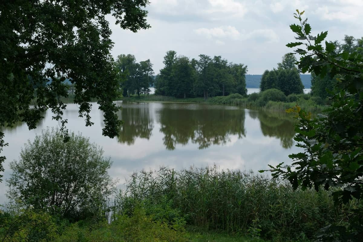 Un lago tranquillo e limpido circondato da alberi verdi e canneti sotto un cielo nuvoloso, che suggerisce un ambiente naturale sereno perfetto per le gite di un giorno.