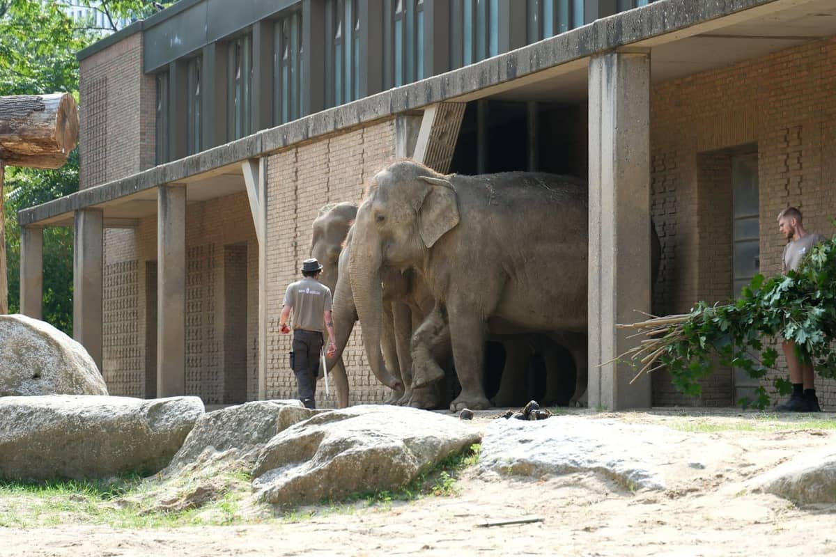Zwei Elefanten mit Pflegern außerhalb eines Zoogeheges, mit natürlichen Felsen und einem Backsteingebäude, vermutlich im Berliner Zoo.