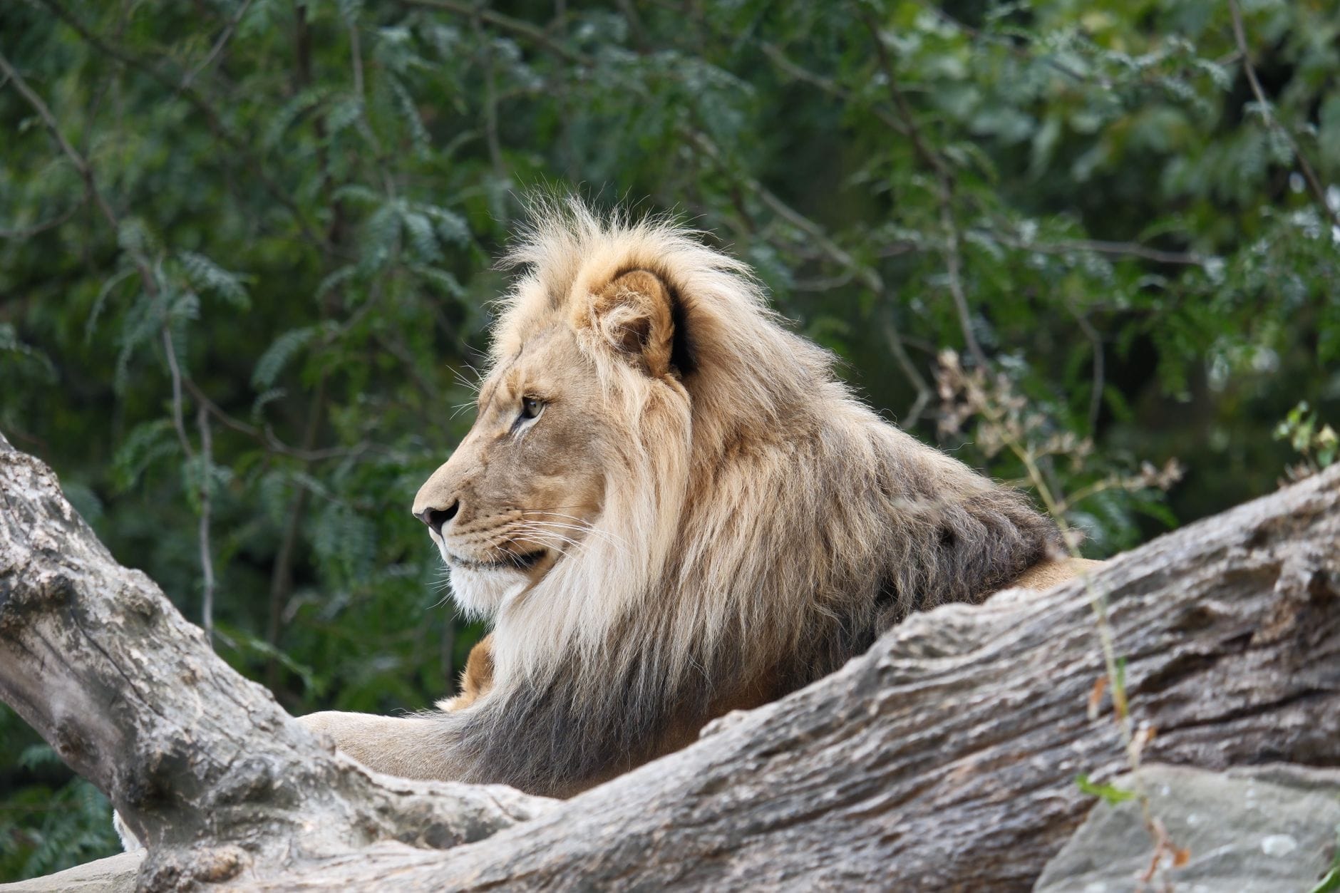 Un maestoso leone sdraiato su un grande tronco d'albero con uno sfondo rigoglioso e verde, perfetta evocazione di un'attrazione zoologica.