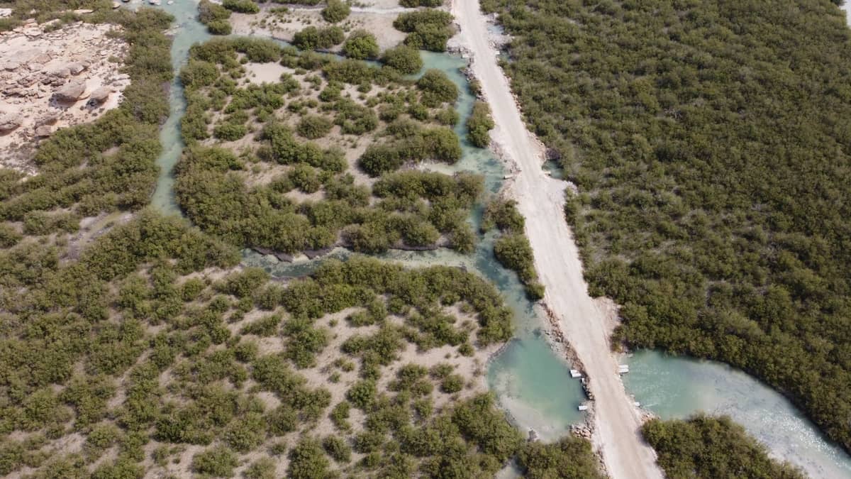 Luftaufnahme von gewundenen Wasserwegen und dichten grünen Mangroven entlang einer Sandküste, mit türkisfarbenen Wasserkanälen, die zwischen den Bäumen sichtbar sind.