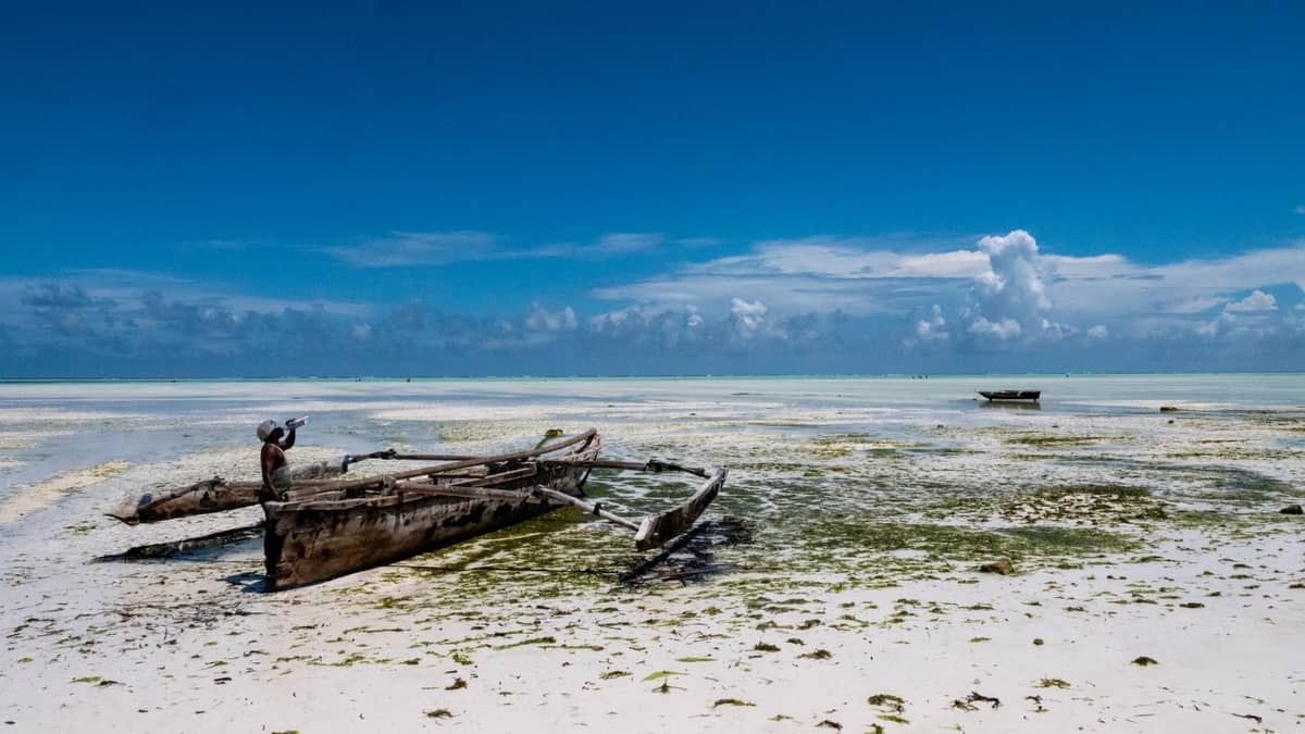 Perahu kayu tradisional beristirahat di dataran pasang surut di bawah langit biru cerah di pantai timur Zanzibar, dengan rumput laut dan laguna terumbu karang yang dangkal terlihat.