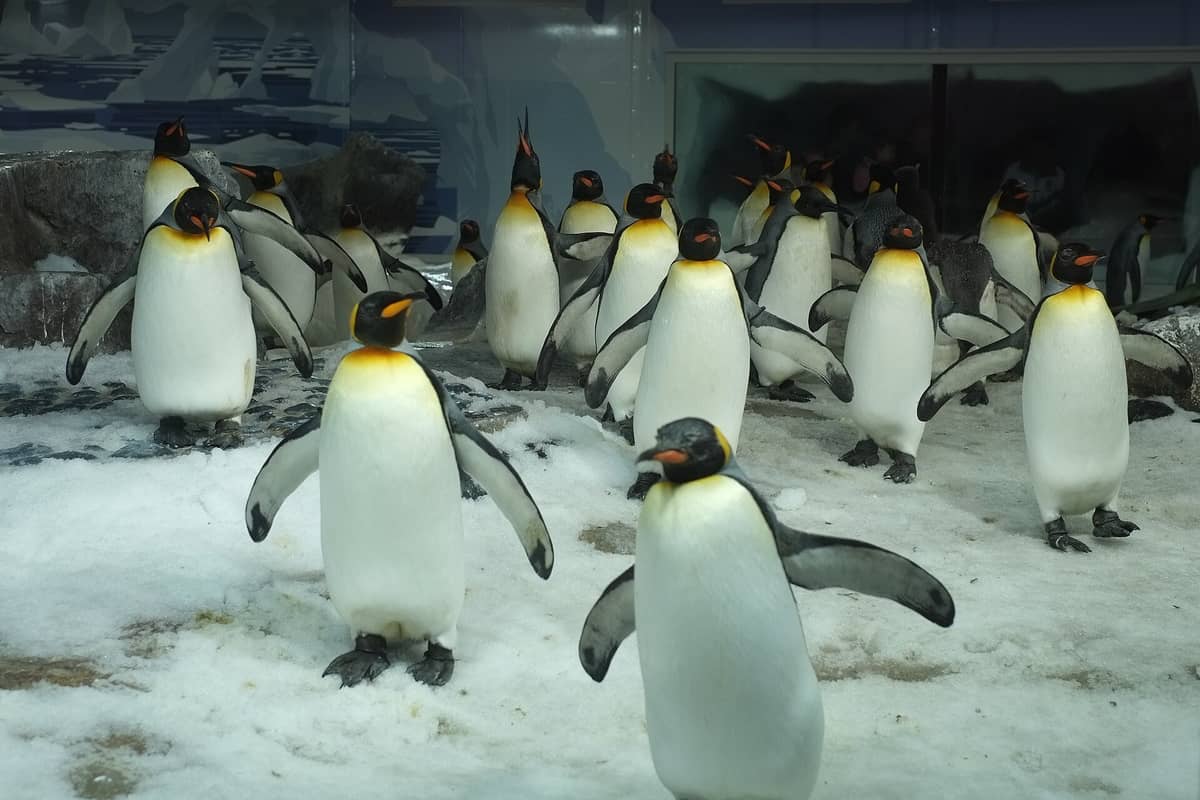 Grupo de pinguins-rei em pé sobre neve artificial em um recinto interno com rochas e fundo de gelo pintado