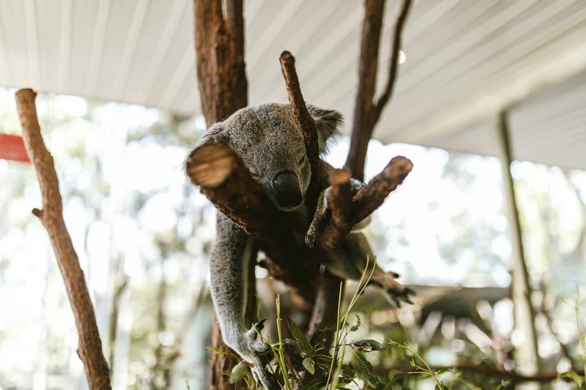 Koala sa isang puno sa isang wildlife sanctuary, kinunan ng larawan sa loob ng gusali na may mga sanga at dahon na nakatuon.