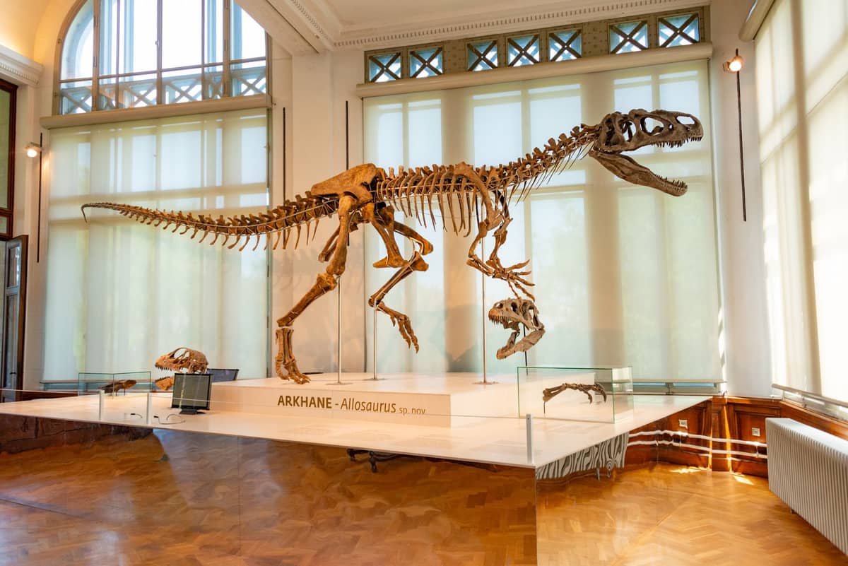 Esqueleto de dinossauro etiquetado 'ARKHANE - Allosaurus' exposto em uma vitrine de vidro em uma galeria bem iluminada de um museu de história natural.
