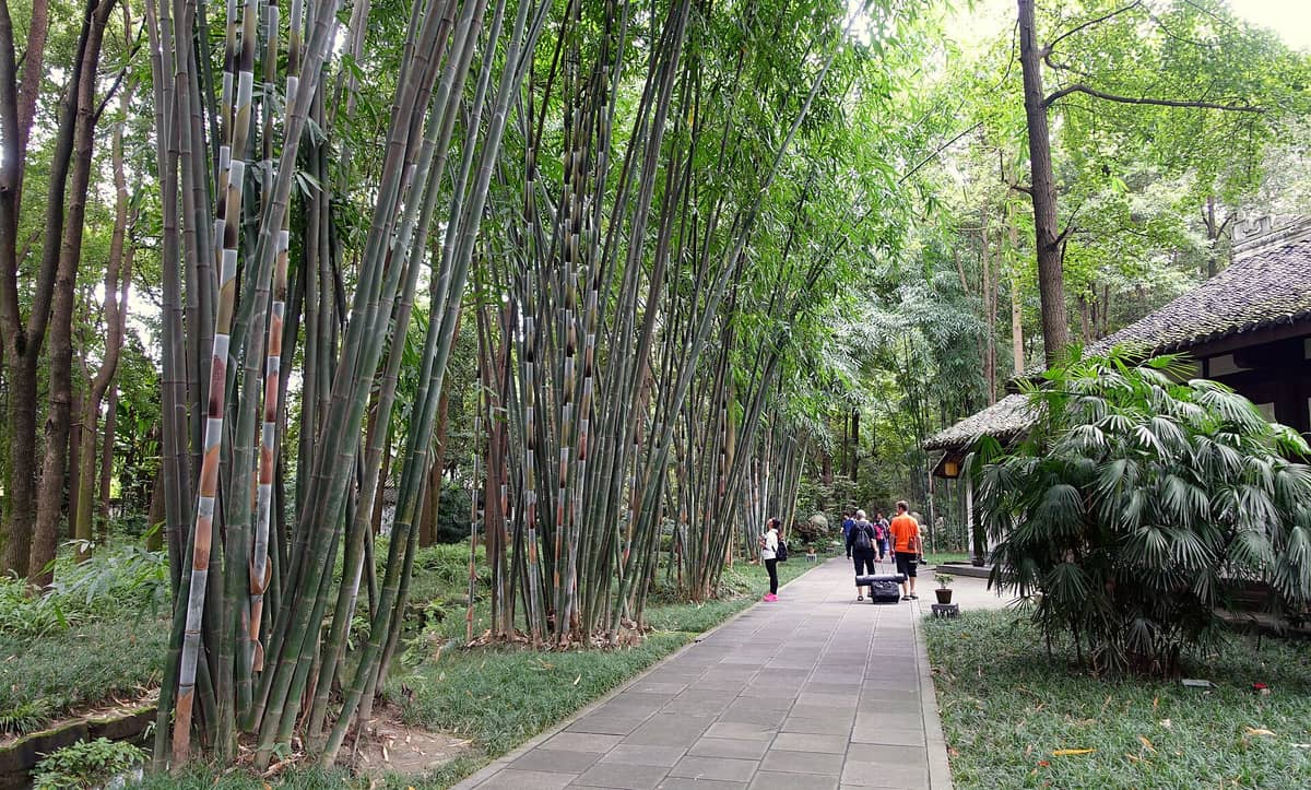 Besucher gehen einen von Bambus gesäumten Pfad entlang neben traditionellen Gebäuden in Du Fus Strohhütte in Chengdu.