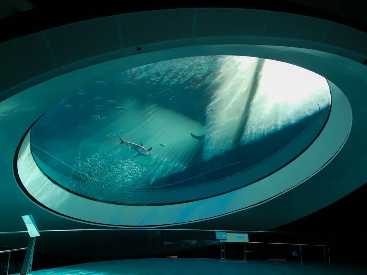 Large circular aquarium tank with a shark swimming inside, viewed from below at Frost Science Museum in Miami