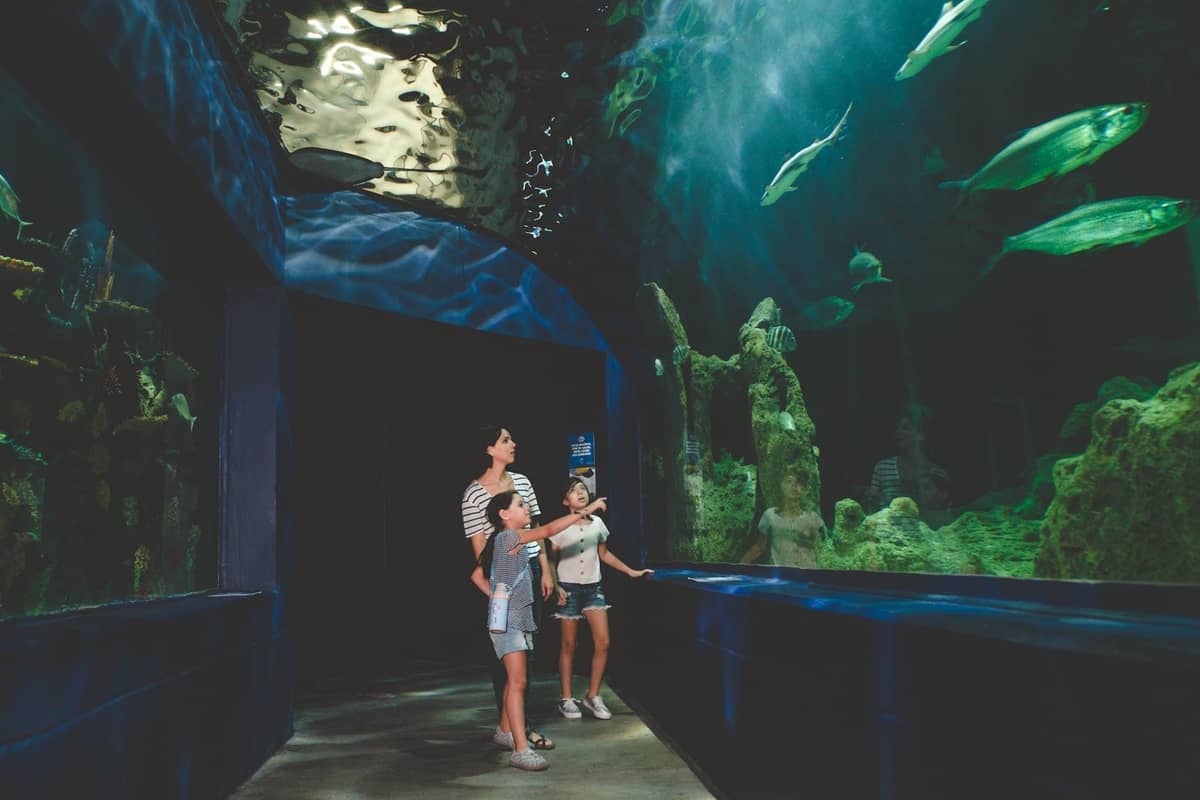 Family with children viewing large fish tanks and aquatic life in a well-lit aquarium exhibit, creating a fun, educational experience.