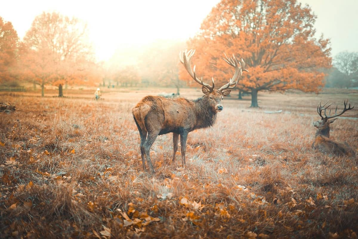 Um veado está em alerta em um parque outonal aberto com outro cervo, árvores grandes e suave luz matinal ao fundo.