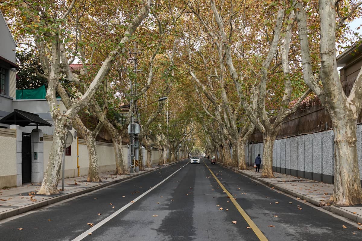 Una tranquila calle arbolada con plátanos que se arquean en lo alto y edificios de baja altura típicos de la Concesión Francesa de Shanghái.