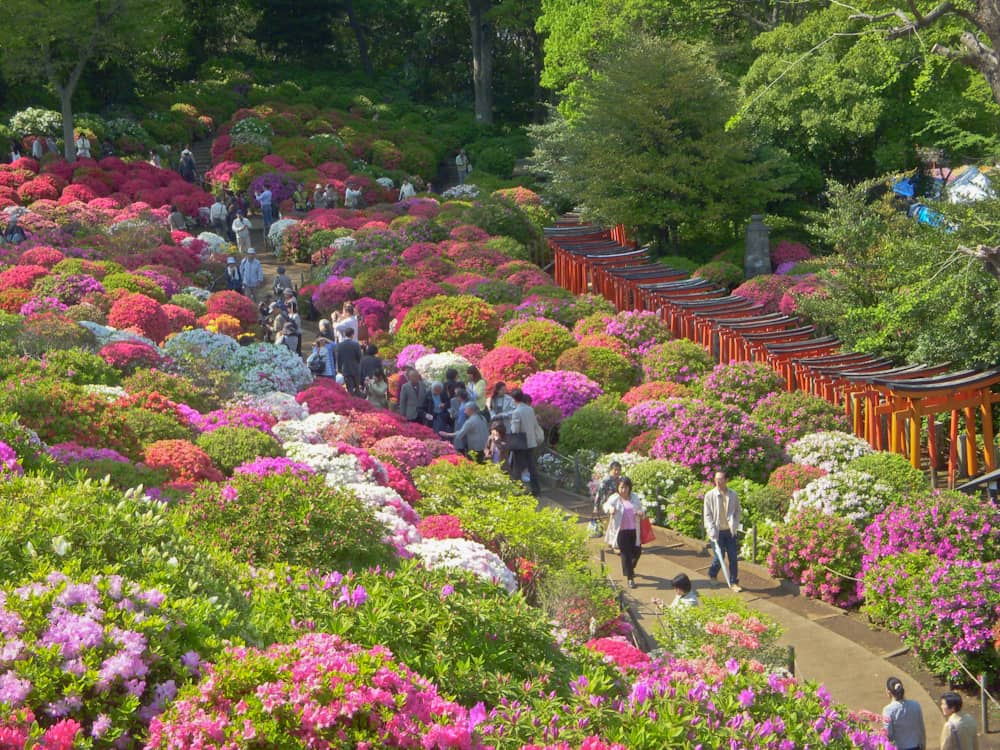 Large crowds walking through thousands of blooming azalea bushes and torii gates set in lush greenery at a Tokyo shrine in spring.