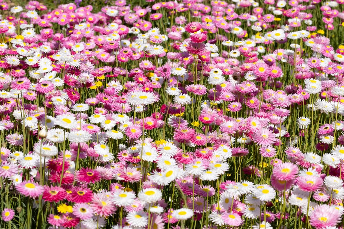 Large field of pink and white paper daisies in full bloom under sunlight, suggesting peak spring flower season.