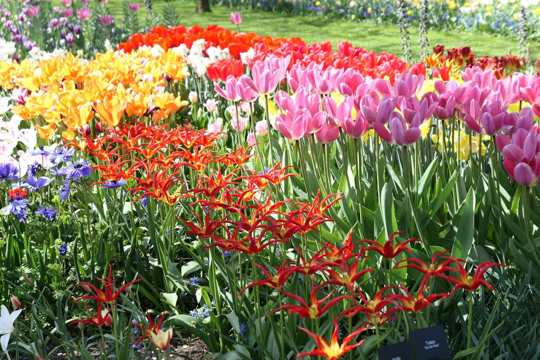 Hileras de tulipanes en flor de varios colores, incluidos rosa, amarillo, naranja y rojo, en un jardín primaveral iluminado por el sol.