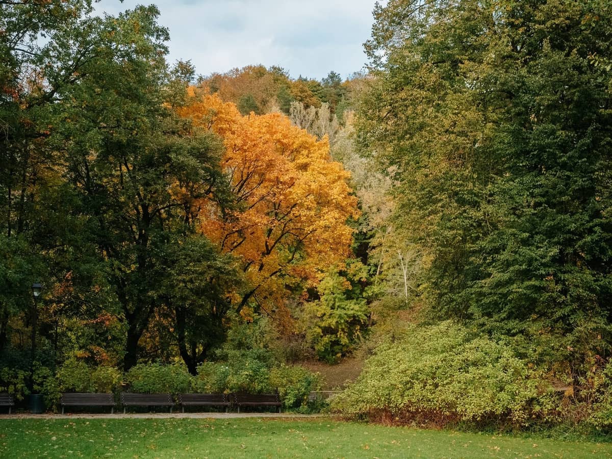 Herbstliche Parkszene in Berlin mit leuchtend orange-gelben Bäumen, Bänken und grünem Gras unter einem bewölkten Himmel.