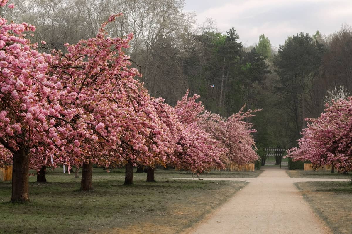 Ein breiter Parkweg, gesäumt von Kirschblütenbäumen in voller Blüte, mit einem Hintergrund aus grünen und grauen Bäumen, der den Frühling in Berlin heraufbeschwört.