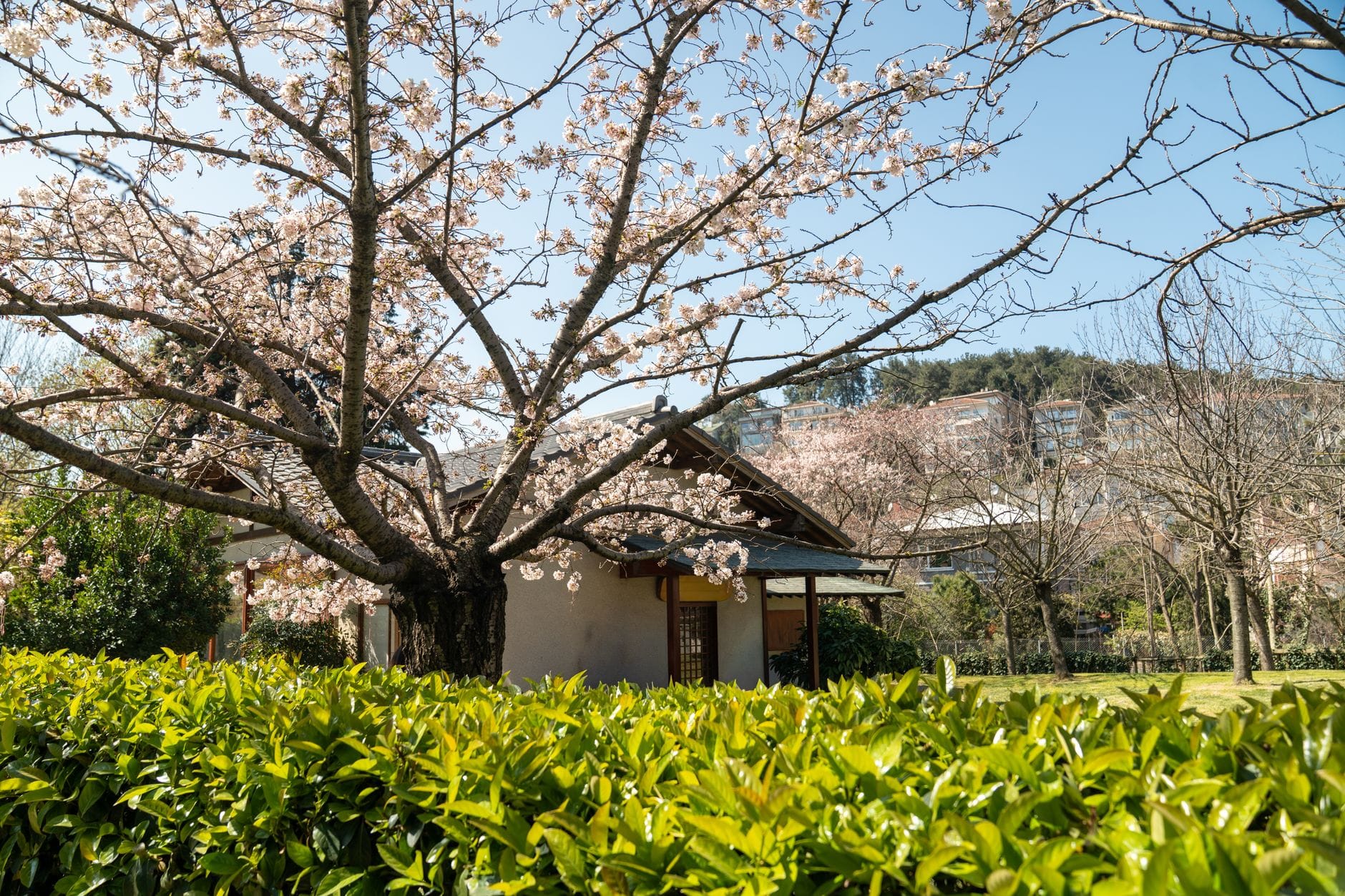 Cerejeira em flor ao lado de um pequeno edifício estilo pavilhão com sebes verdes e colinas ao fundo sob um céu primaveril limpo.