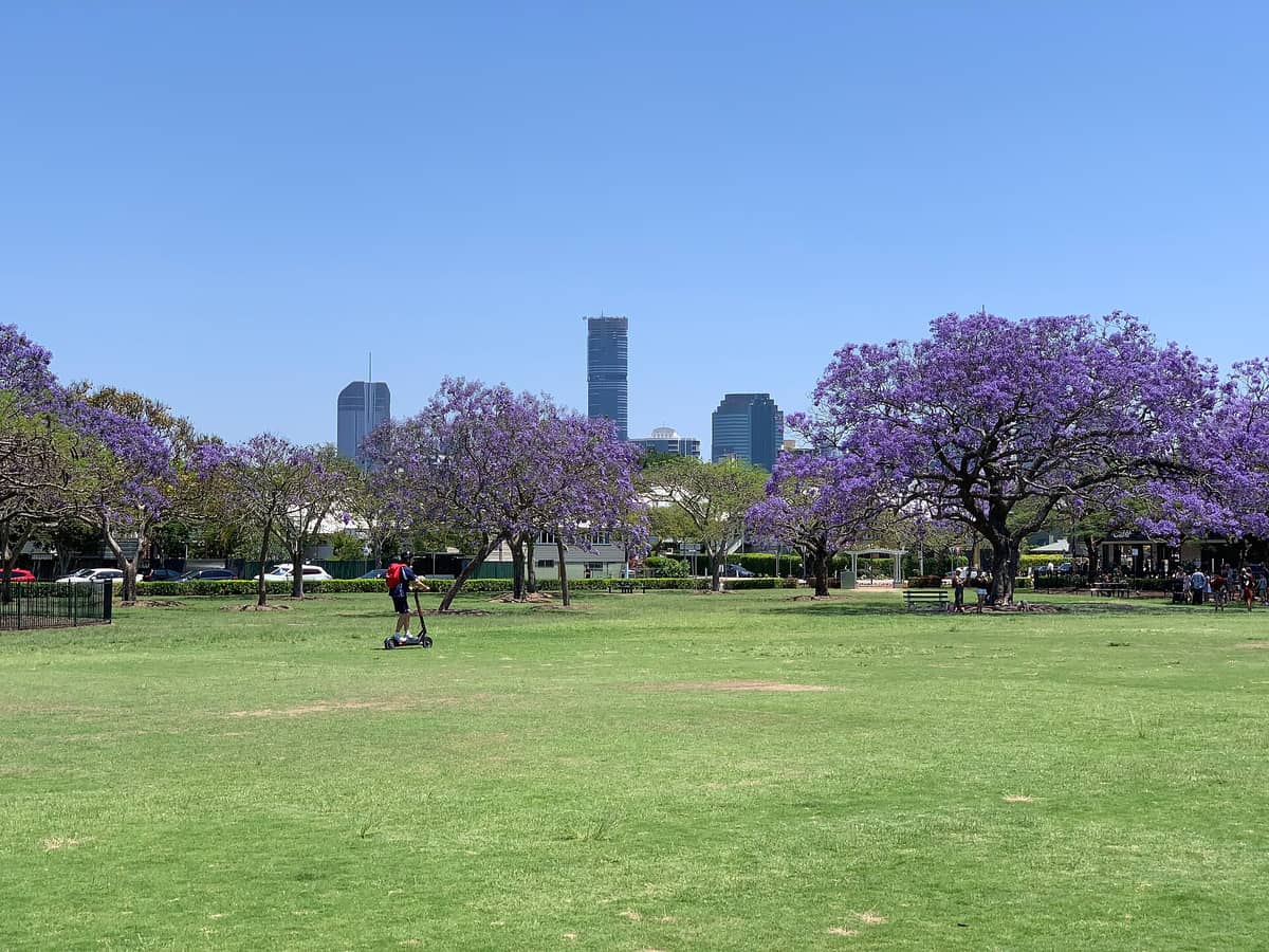 Blühende Jacaranda-Bäume in einem Park in Brisbane, mit grünem Rasen, Menschen im Freien und Stadtgebäuden im Hintergrund unter einem klaren blauen Himmel.