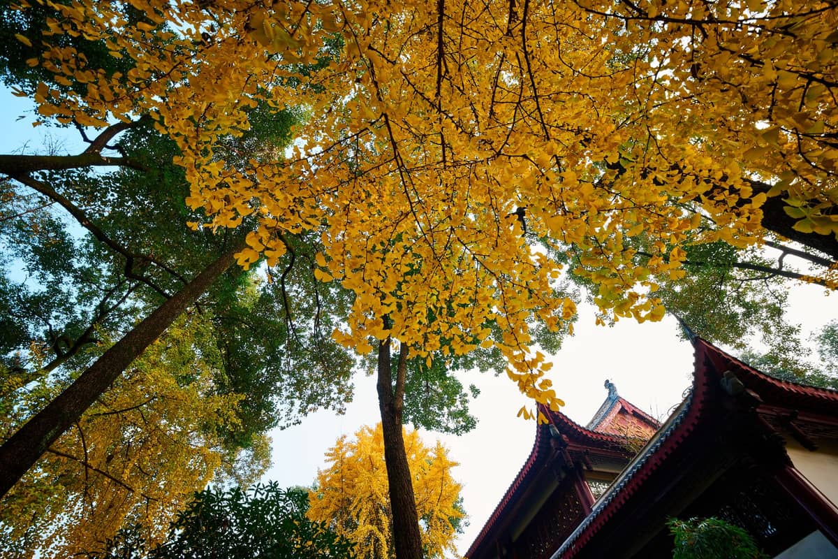 Feuilles de ginkgo dorées en automne au-dessus avec un angle de toit traditionnel chinois en dessous, lumière du soleil filtrant à travers le feuillage, scène saisonnière paisible.