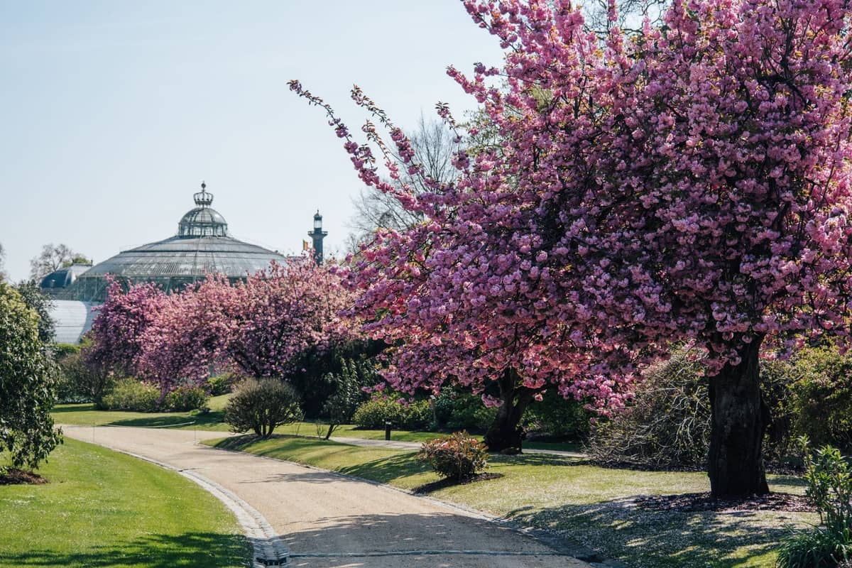 Allée bordée de cerisiers en fleurs et d'une serre historique, probablement le Jardin Botanique de Copenhague, sous un ciel dégagé.