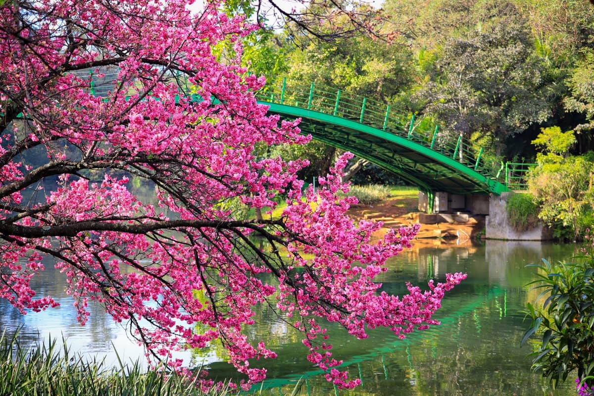 A lush park scene in spring with blooming pink cherry blossoms near a green arched bridge over a calm pond in Guangzhou.