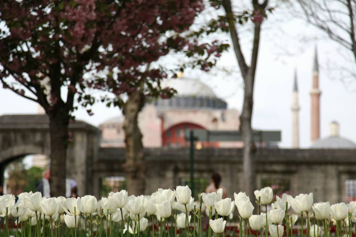 Tulipani bianchi in fiore in un parco cittadino con Hagia Sophia e i suoi minareti sullo sfondo.