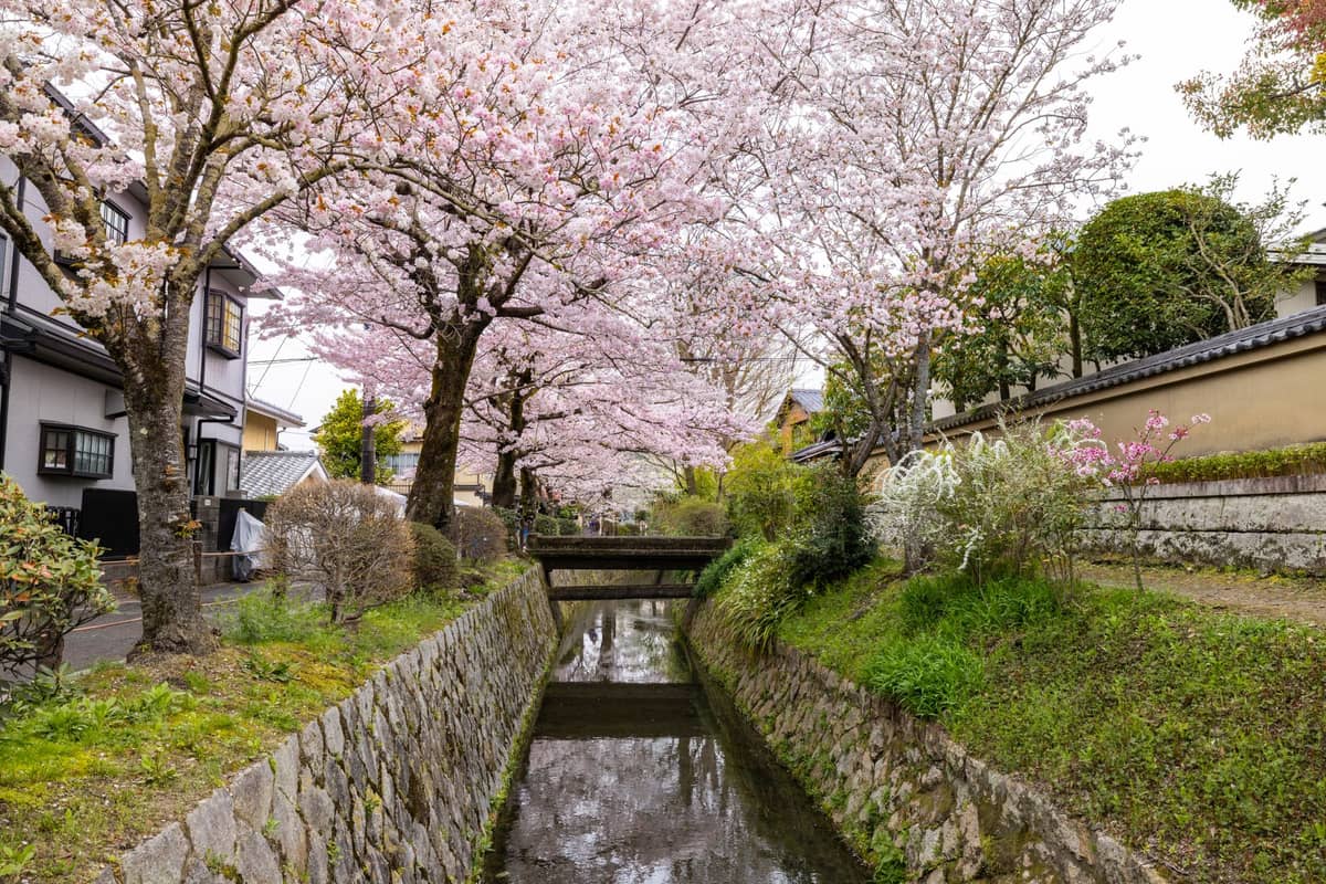 Kyoto’s Philosopher’s Path lined with cherry blossom trees in full bloom over a stone-lined canal, traditional houses visible on either side.