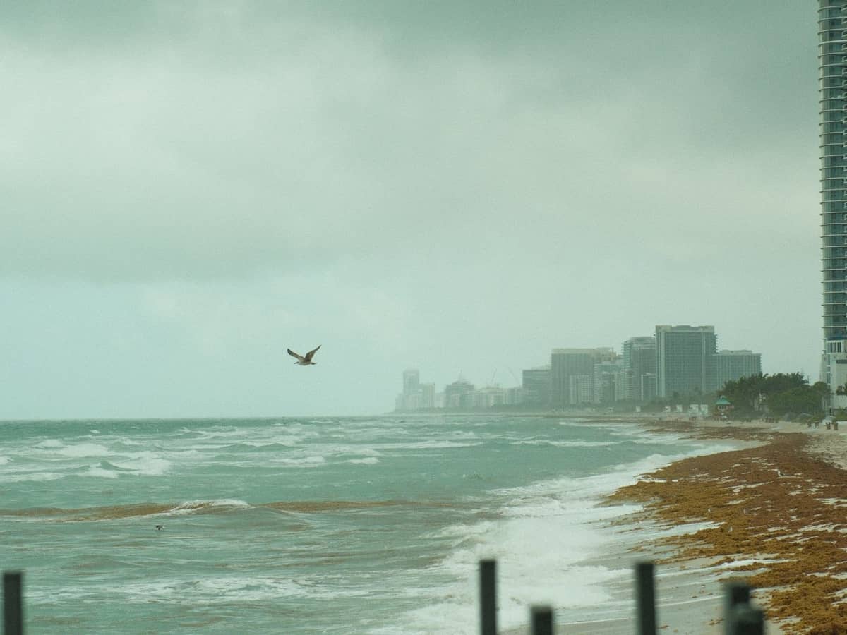 Cloudy skies and rough waves along Miami beach with distant city buildings and sargassum on the shoreline.