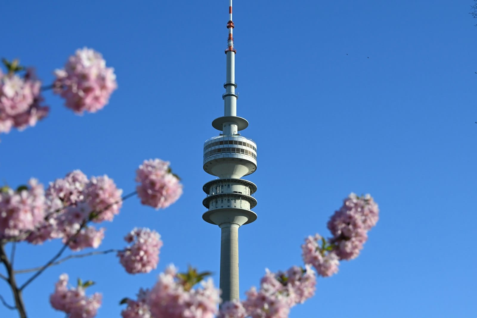 หอคอยโอลิมปิก Munich สูงตระหง่านเหนือดอกซากุระที่บานสะพรั่งใต้ท้องฟ้าสีฟ้าใสในฤดูใบไม้ผลิ