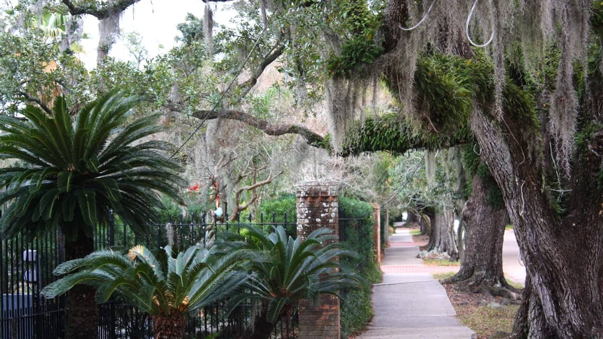 Sidewalk scene in New Orleans shaded by large oak trees draped in Spanish moss, with lush greenery and brick columns.