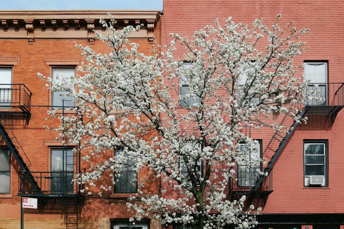 Ein blühender Baum mit weißen Blüten auf einer Straße in New York City mit Backsteinwohngebäuden und Feuertreppen im Hintergrund.