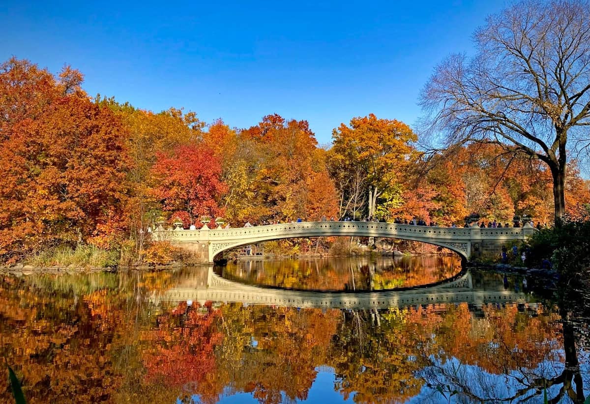 Bow Bridge im Central Park, umgeben von buntem Herbstlaub und Bäumen, die sich unter einem klaren blauen Himmel im Wasser spiegeln.