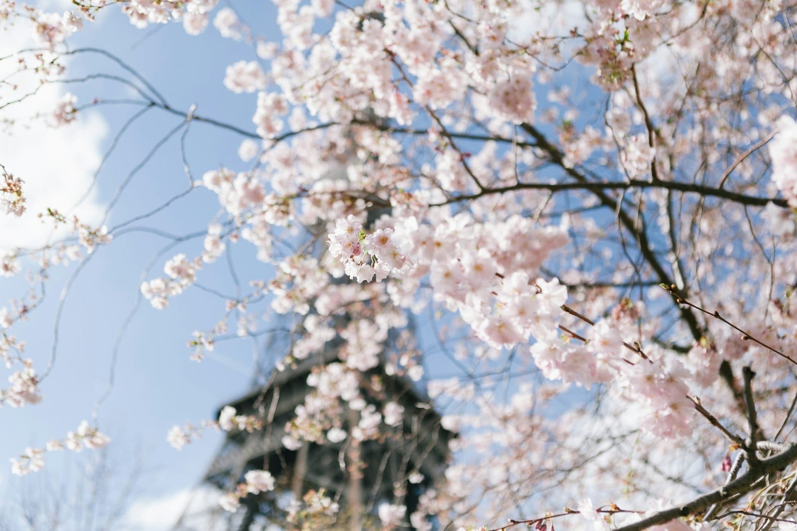 Kirschblüten in sanfter Unschärfe mit dem Eiffelturm im Hintergrund unter einem teils bewölkten Frühlingshimmel.