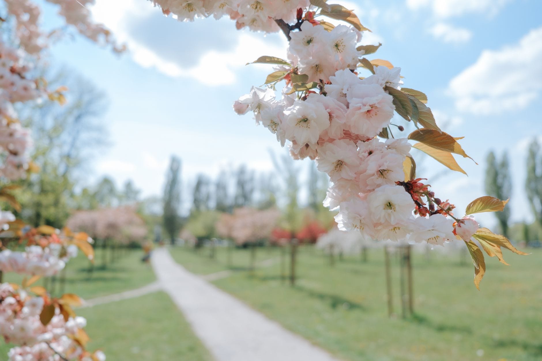 Kirschblütenbäume blühen entlang eines Parkweges mit grünem Gras und blauem Himmel im Frühling.