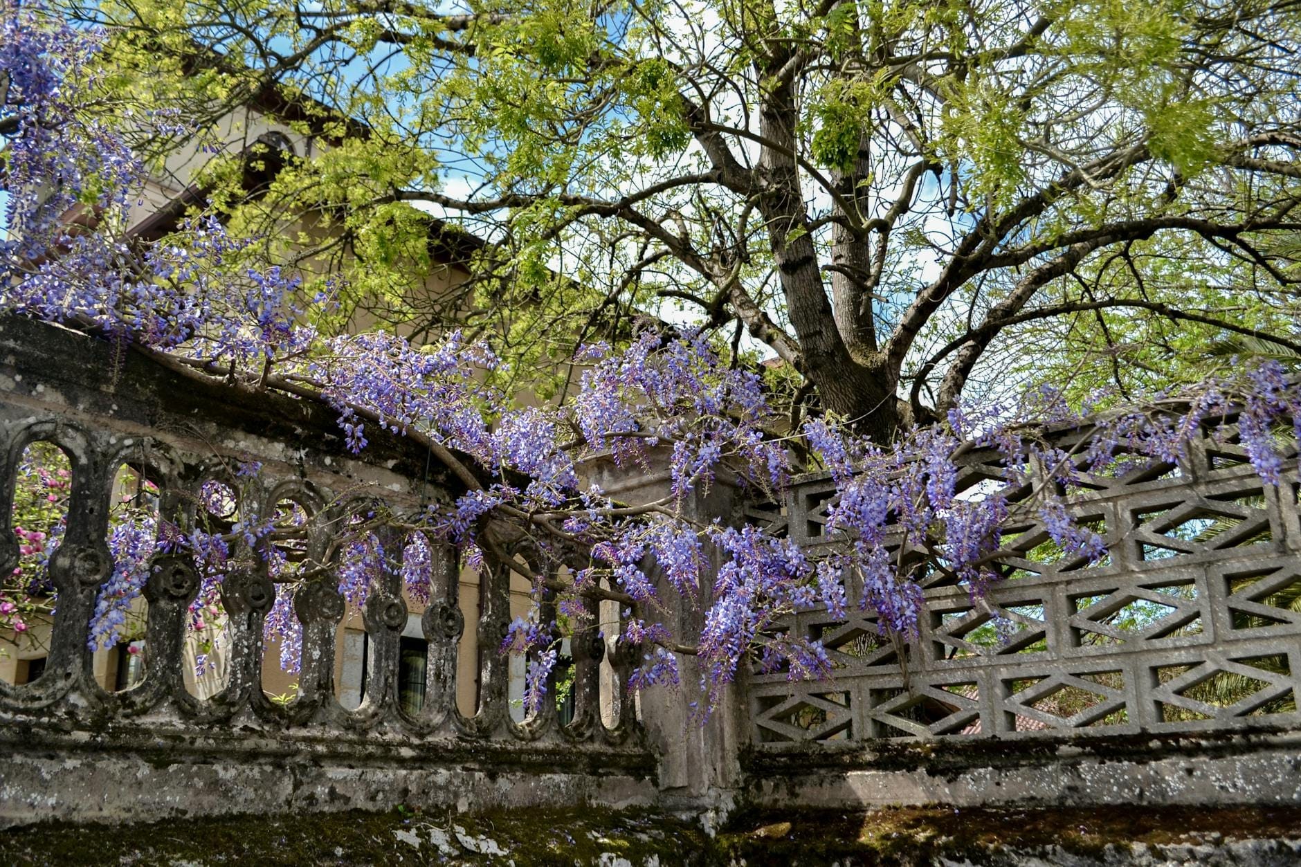 Wisteria blooming along a classical stone railing and wall with trees and a scenic sky, evoking springtime in Rome.