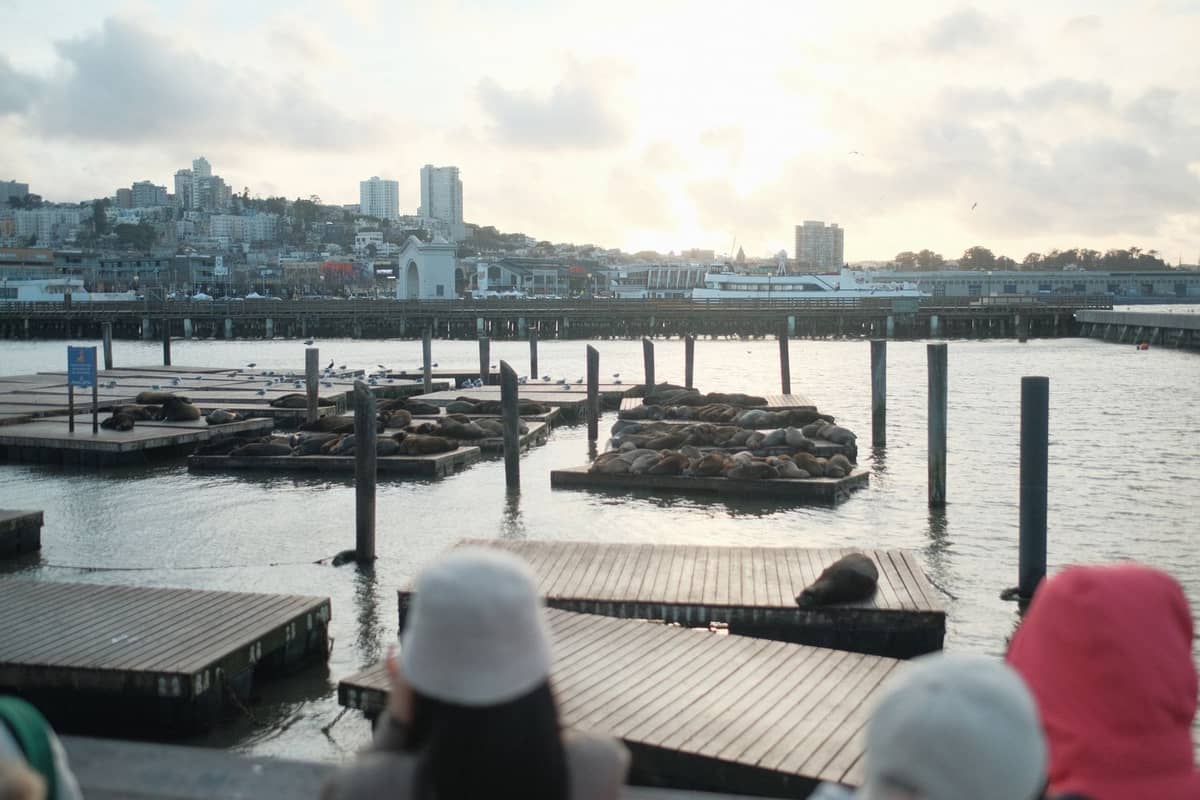 Blick auf den Pier 39 in San Francisco mit Seelöwen, die auf schwimmenden Stegen liegen, und Touristen in Jacken, die unter bewölktem Sommerhimmel zuschauen.