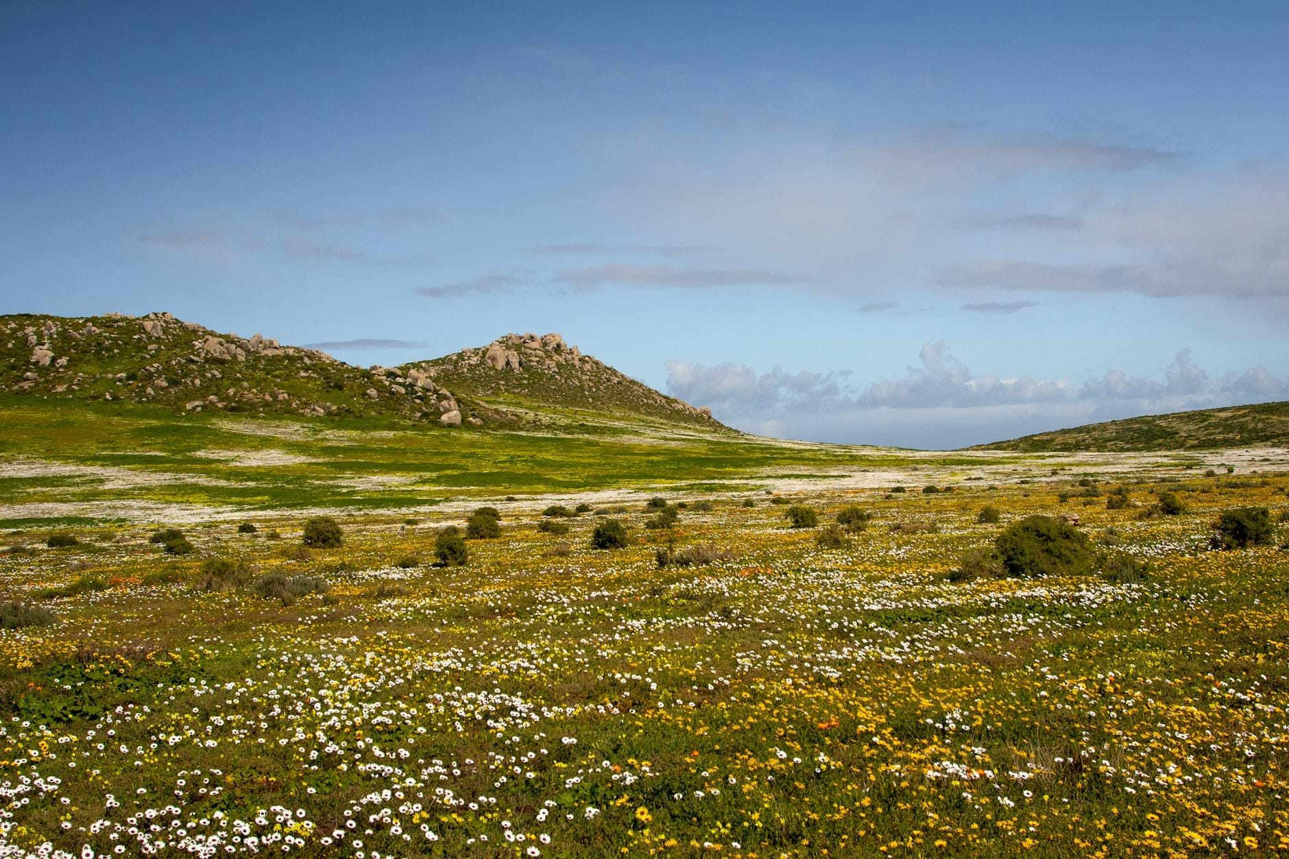 Weite Landschaft sardischer Hügel im Frühling, bedeckt mit Gänseblümchen und gelben Wildblumen unter einem blauen Himmel mit Felsvorsprüngen.