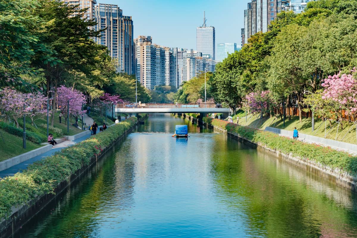 Rio com árvores de flores cor-de-rosa, pessoas caminhando e arranha-céus de Shenzhen ao fundo sob um céu primaveril brilhante
