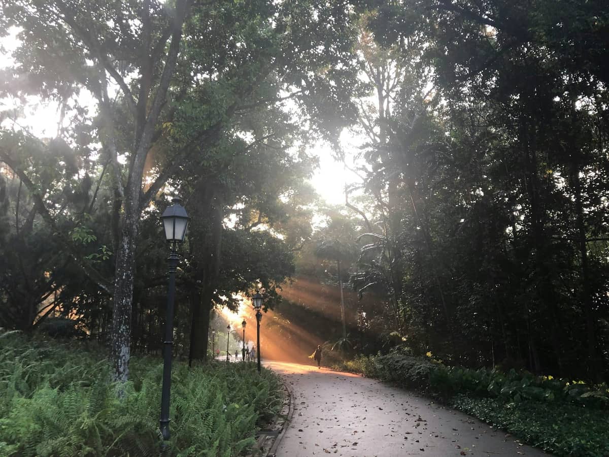Sunlight streams through lush trees onto a winding path with vintage lampposts in Singapore Botanic Gardens on an early morning.
