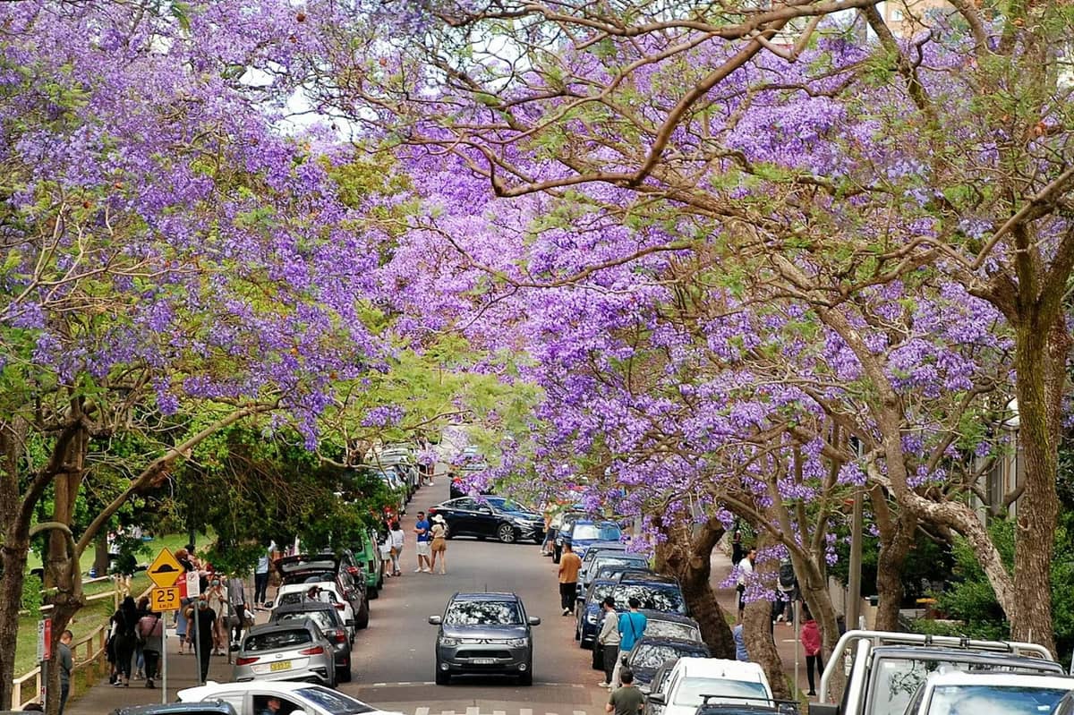 Una calle en Sydney bordeada de jacarandás en flor en primavera, con flores moradas sobre las cabezas de la gente que camina y coches aparcados a lo largo de la vía.