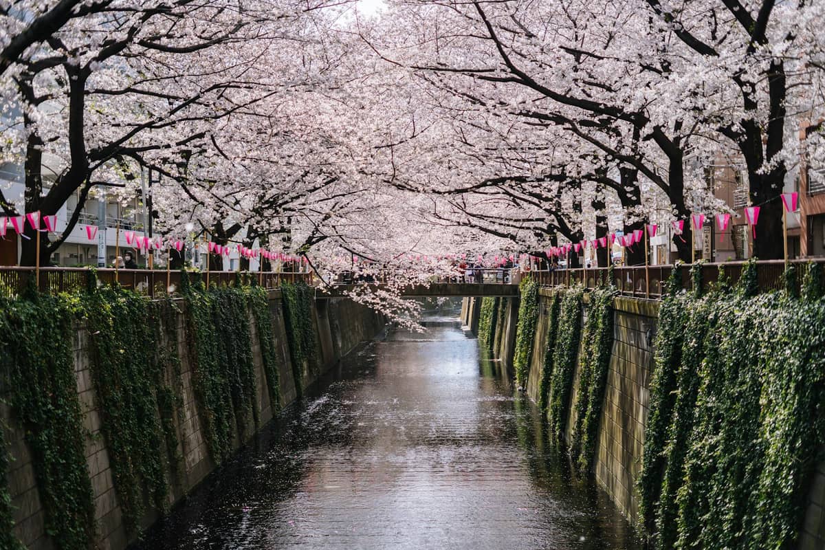 Cherry blossom trees in full bloom arching over the Meguro River in Tokyo, with pink lanterns and clear daylight.