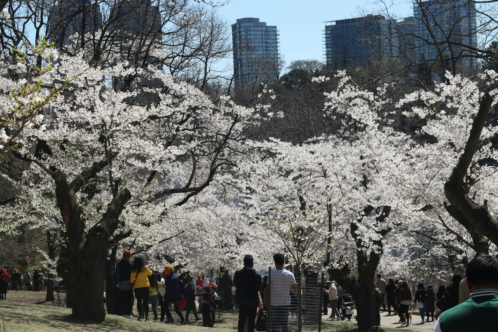 Pessoas caminhando sob cerejeiras em flor em um parque de Toronto com os arranha-céus da cidade ao fundo em um dia luminoso de primavera.
