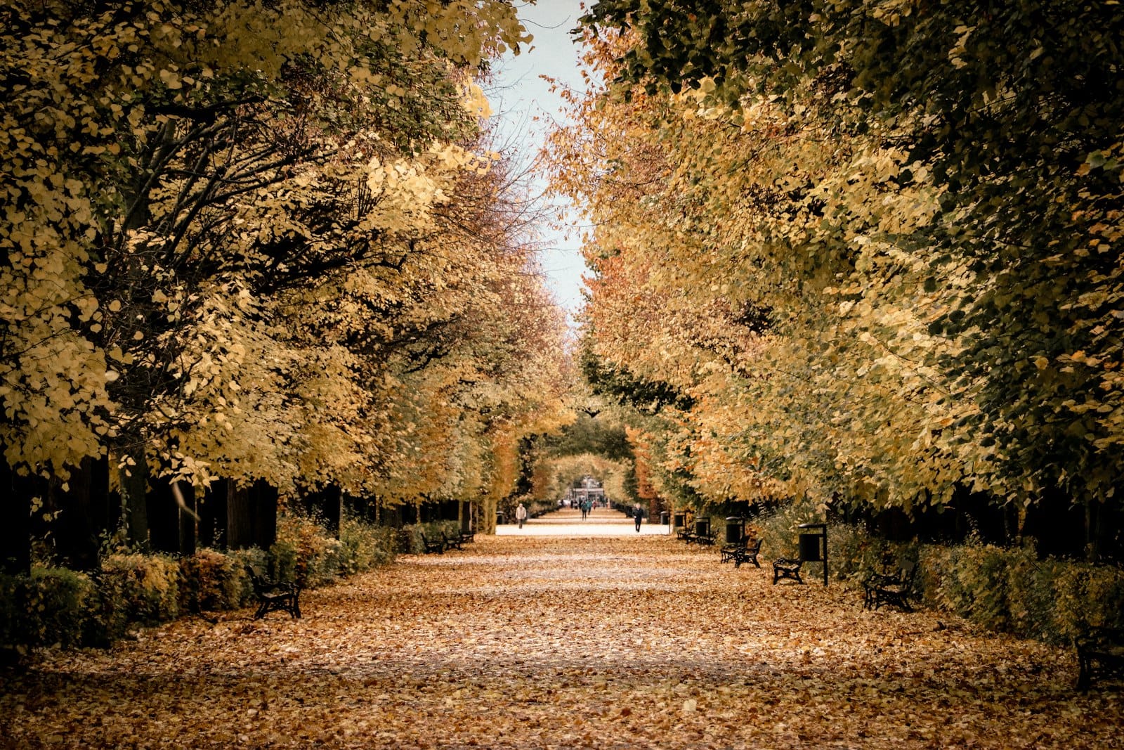Viale alberato a Vienna con panchine e foglie dorate autunnali che coprono il suolo e gli alberi.