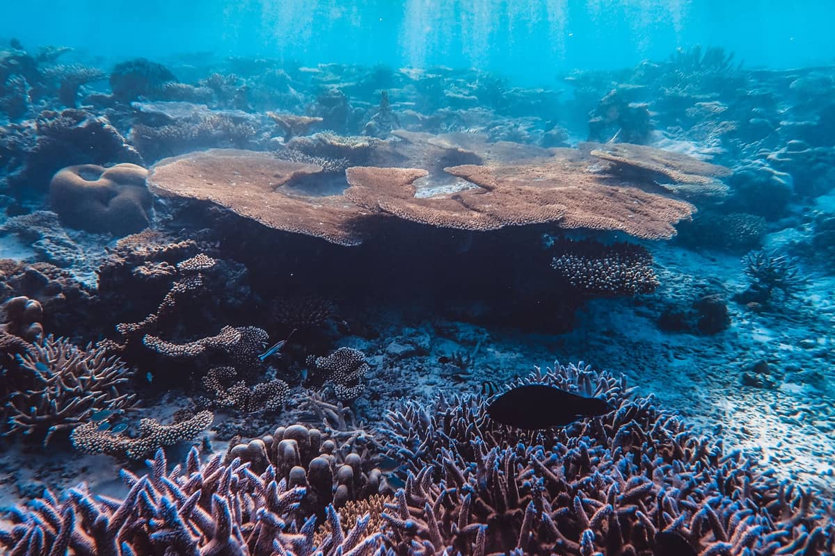 Vista subaquática de um recife de coral saudável com raios de sol brilhando através da água azul, apresentando várias formações de coral e alguns peixes.