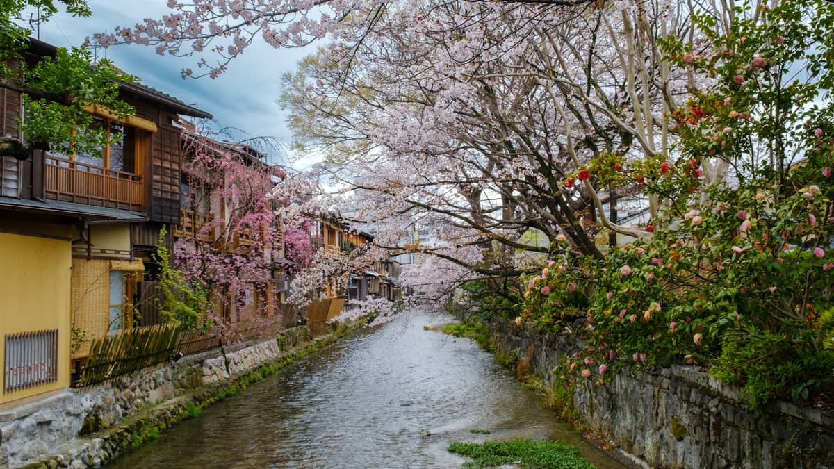 Cherry blossoms arch over the Shirakawa canal in Kyoto’s Gion district, with traditional wooden houses lining the waterway on both sides.