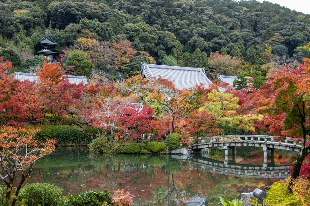 Wide view of a Kyoto temple garden in autumn, with maple trees, a pond, bridge, temple rooftops and forested hills in the background.