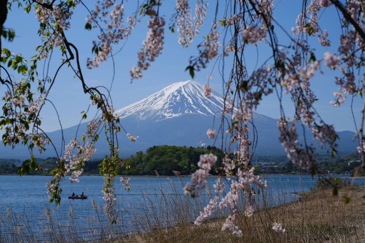 Mount Fuji with snow-capped peak, cherry blossoms in foreground, and a lake below, capturing a classic scenic day-trip view from Kawaguchiko.