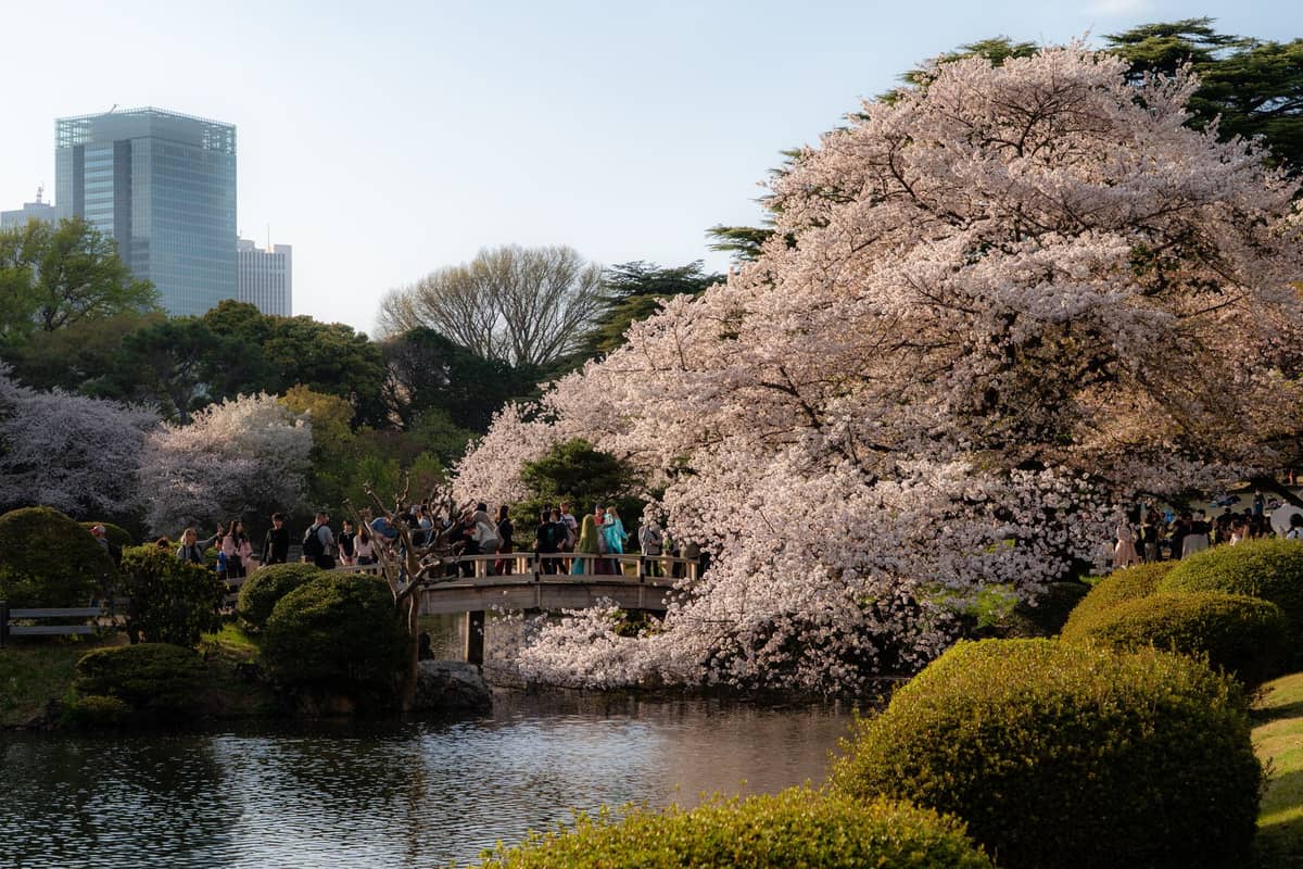 Scenic view of Shinjuku Gyoen park in Tokyo with cherry blossoms, a pond, a bridge with people, and city skyscrapers in the background.