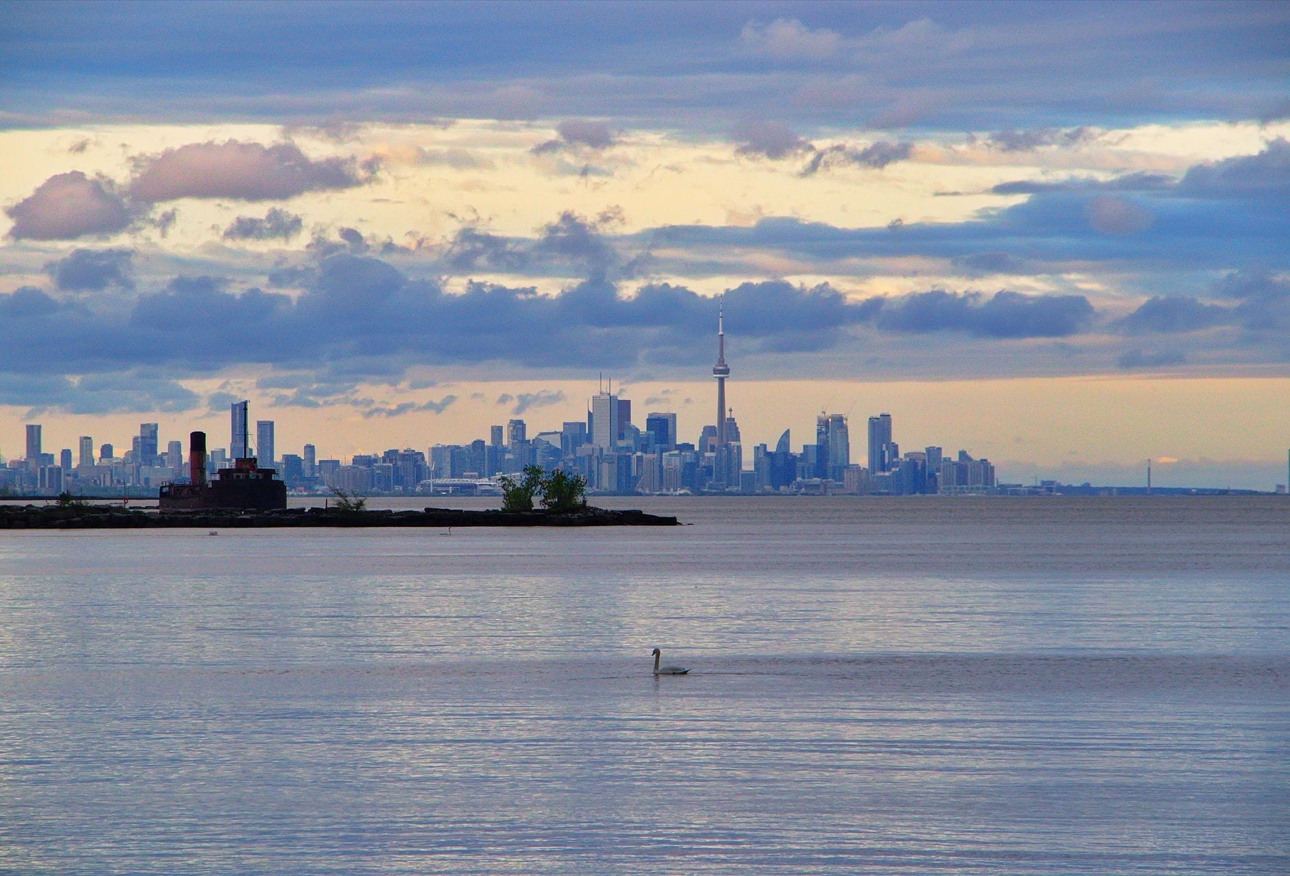 O horizonte de Toronto visto do outro lado da água sob um céu dramático, com um cisne nadando em primeiro plano e os edifícios da cidade ao fundo.